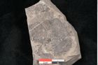 Foto (Detailansicht) von Alnus novae zeelandiae Ettingshausen (NHMW-GEO-2024-0188-10129)